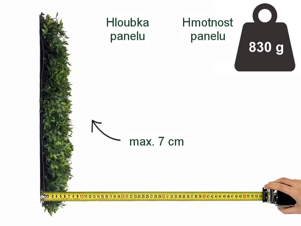 Buxus Muisdoorn, dílec 50 x 50 cm