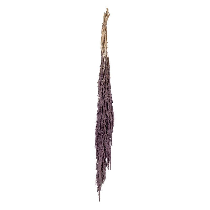 Amaranthus