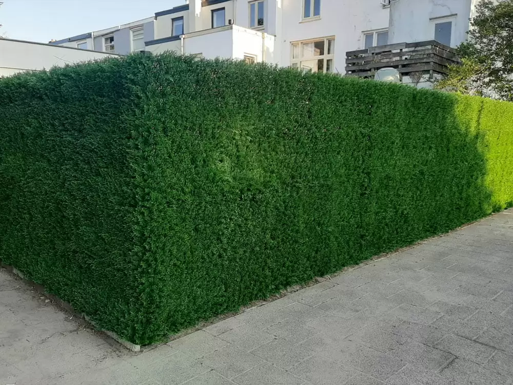 THUJA Japonica, dílec 50 x 50 cm