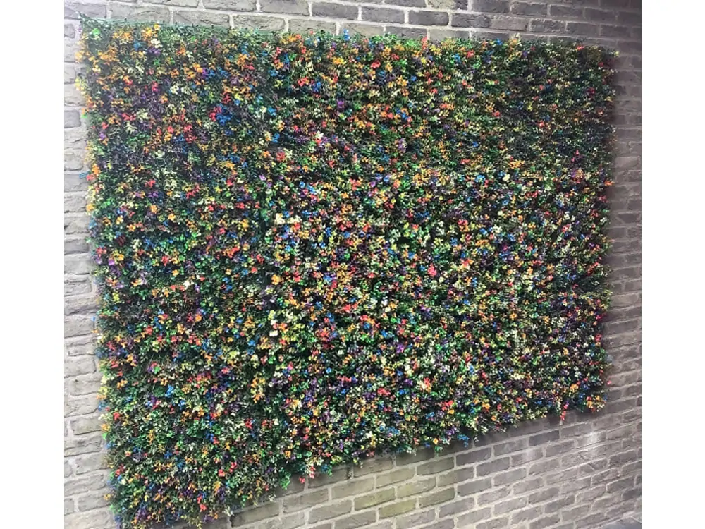 Buxus multicolor, dílec 50 x 50 cm
