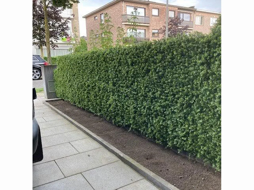 THUJA green, dílec 50 x 50 cm