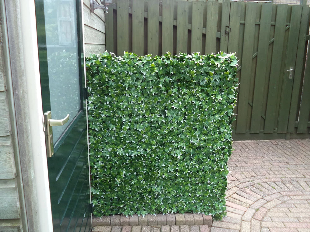 Hedera helix VG, dílec 50 x 50 cm