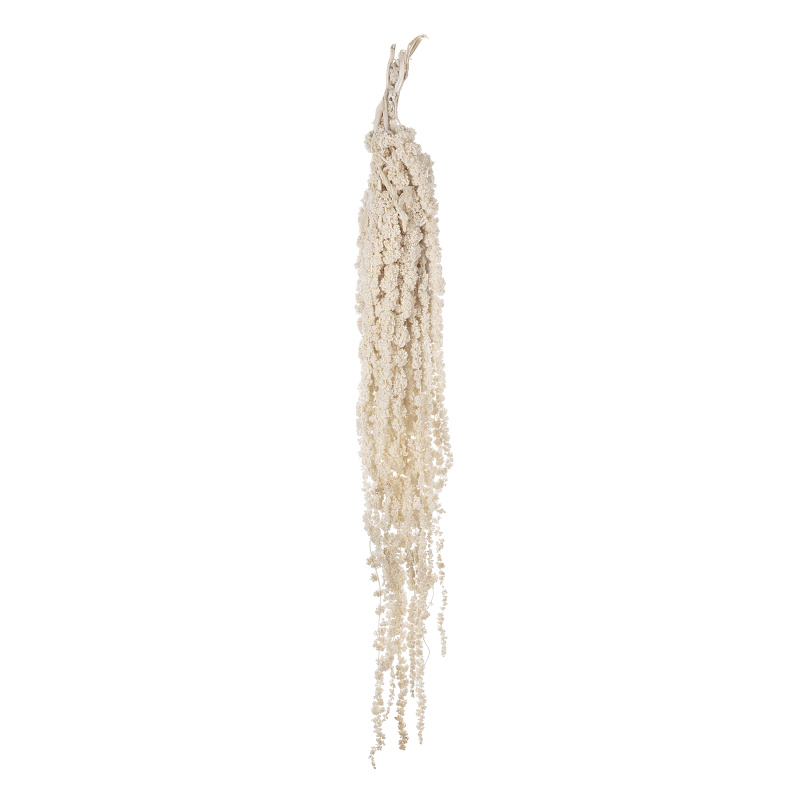 Amaranthus