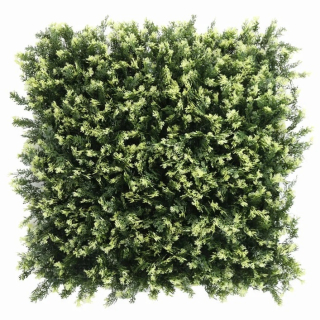 THUJA VG, dílec 50 x 50 cm