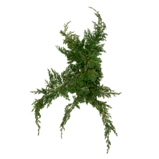 Juniperus