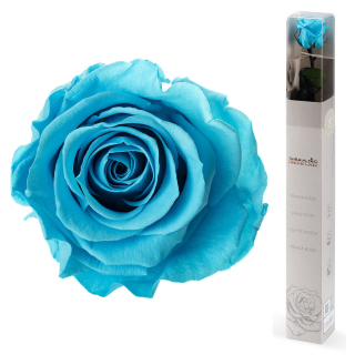 Dárková stabilizovaná růže - zářivě tyrkysová