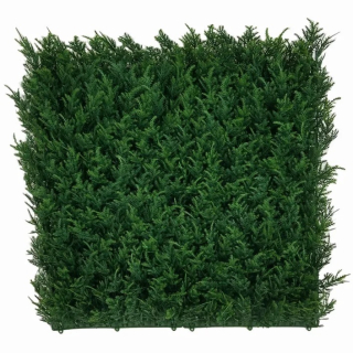 THUJA Japonica, dílec 50 x 50 cm