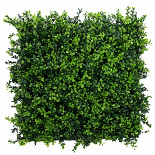 Buxus japonicus, dílec 50 x 50 cm
