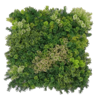 Moss coral mix 2, dílec 50 x 50 cm