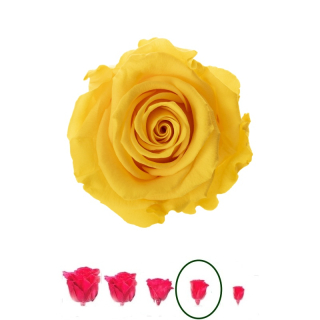 Hlavy růží - mini 12 ks