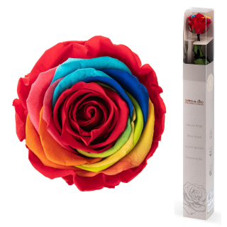 Dárková stabilizovaná růže - duhová