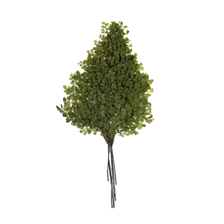 Lutti Fern