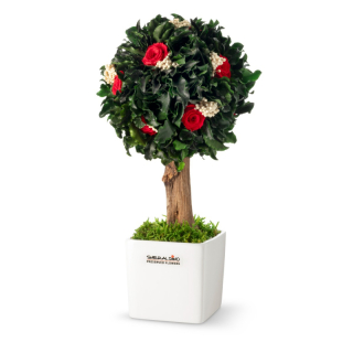 Stromeček Pittosporum