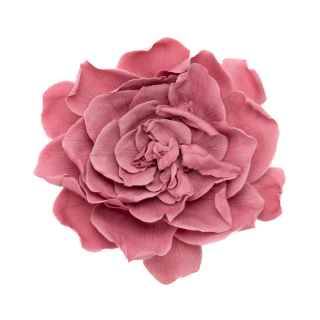 Gardenia - 3 ks