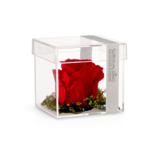 Cube