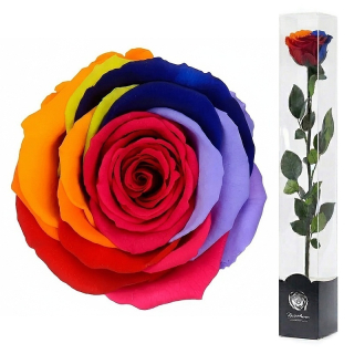 Dárková stabilizovaná růže - RAINBOW