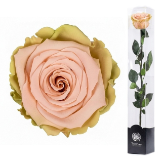 Dárková stabilizovaná růže - zeleno-růžová