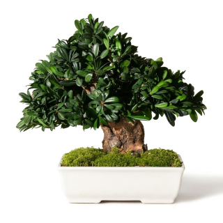 Tobira bonsai