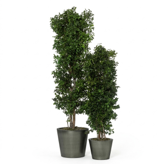Pittosporum tree