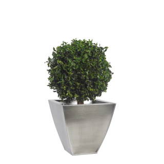 Pittosporum - simple sphere