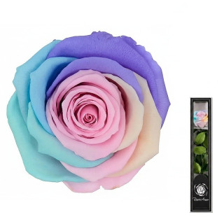Dárková stabilizovaná růže MINI - RAINBOW 3