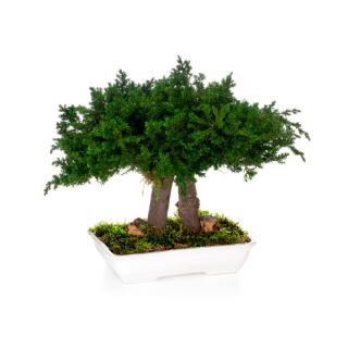 Juniperus bonsai