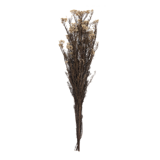Helychrisium Diosmi