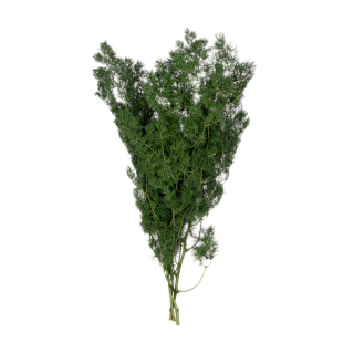 Ming Fern