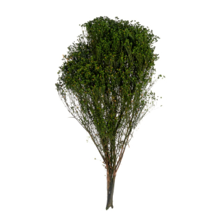 Broom Fleuri