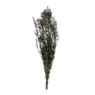 Parvafolia