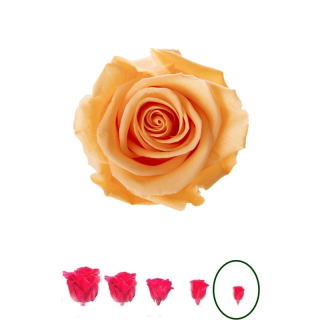 Hlavy růží - princess 16 ks