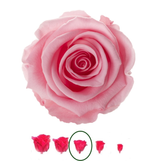 Hlavy růží - standard 6 ks